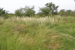 Aerva javanica